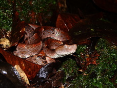 Bothrops oligobalius