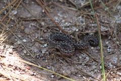 Crotalus armstrongi