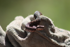 Crotalus armstrongi