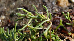 Spergularia canadensis