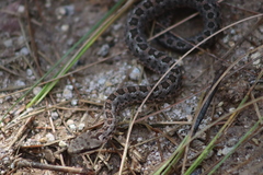 Crotalus armstrongi