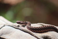 Crotalus armstrongi