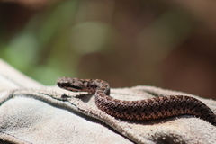 Crotalus armstrongi