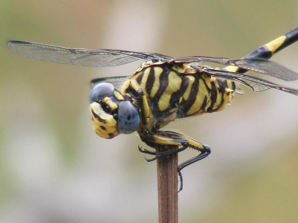 Tigertail