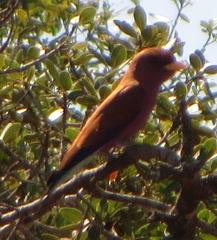 Eurystomus glaucurus suahelicus