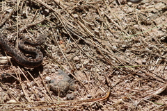 Crotalus armstrongi