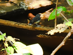 Hypocnemoides maculicauda