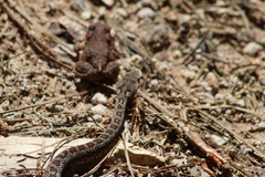 Crotalus armstrongi