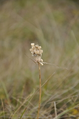 Allium paniculatum