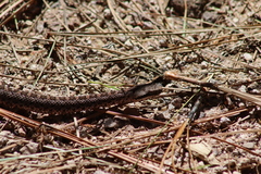Crotalus armstrongi