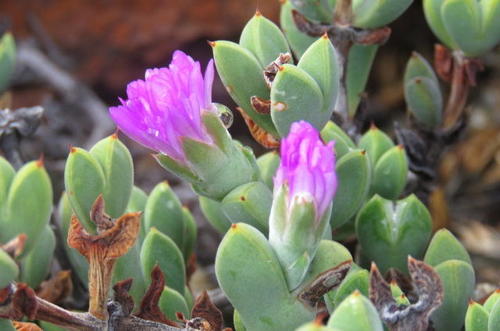 Mesembryanthemum apiculatum Kensit 5