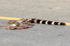 Genetta tigrina tigrina