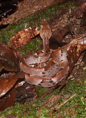 Bothrops oligobalius