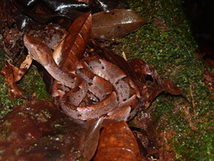 Bothrops oligobalius