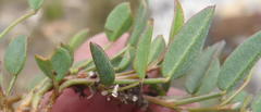 Indigofera sp3
