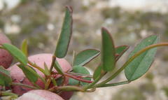 Indigofera sp3