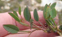 Indigofera sp3