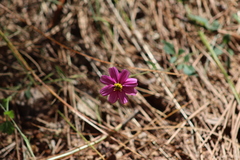 Bidens aequisquama