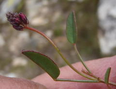 Indigofera sp3