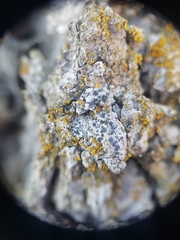 Diplotomma alboatrum