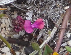 Indigofera sp3