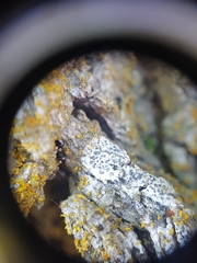 Diplotomma alboatrum