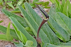 Aristolochia lingua