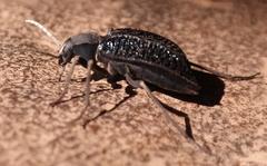Somaticus