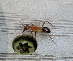 Camponotus inaequalis
