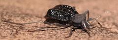 Somaticus