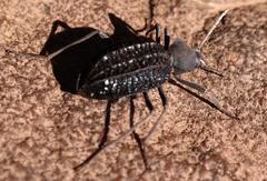 Somaticus