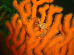 Achaeopsis spinulosa