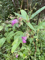 Impatiens glandulifera