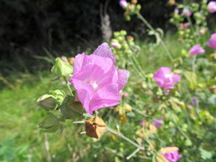 Malva excisa