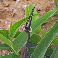 Aristolochia lingua