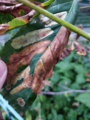 Cameraria ohridella