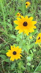 Rudbeckia hirta
