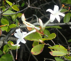 Rhododendron serrulatum