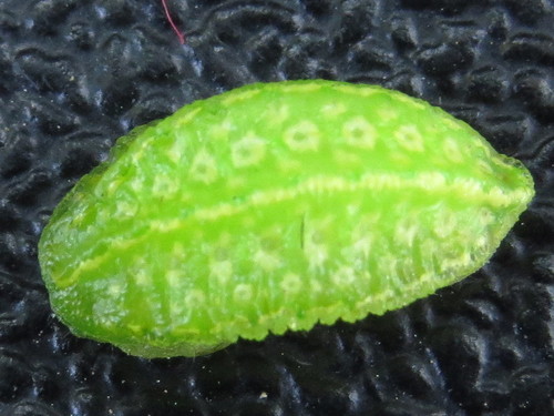Yellow-shouldered Slug Moth photo 3