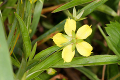 Lysimachia lanceolata