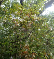 Rhododendron serrulatum