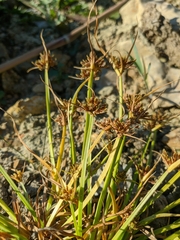 Cyperus fuscus