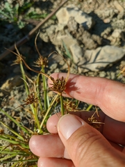 Cyperus fuscus