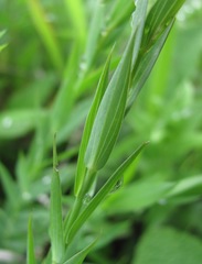 Linum nervosum