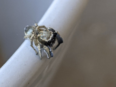 Habronattus hirsutus