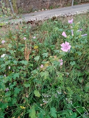 Malva sylvestris