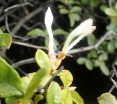Rhododendron serrulatum