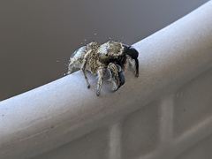 Habronattus hirsutus