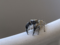 Habronattus hirsutus