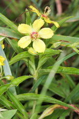 Lysimachia lanceolata